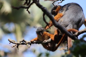 Monkeys at Bijilo Forest Park in Kokoli