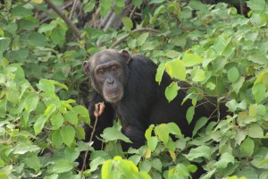 Beautiful Chimp in River Gambia National Park 